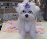Small Photo #7 Maltese Puppy For Sale in SUN CITY, AZ, USA