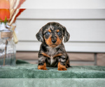 Puppy Franky Dachshund