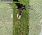 Puppy 4 German Shepherd Dog