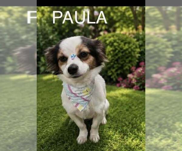 Medium Photo #3 Chion Puppy For Sale in FRAMINGHAM, MA, USA