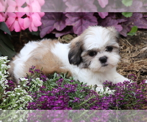 Shih Tzu Puppy for sale in SHILOH, OH, USA