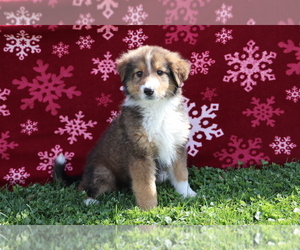 Bernese Mountain Dog-Collie Mix Puppy for sale in SHILOH, OH, USA