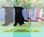 Small Photo #12 German Shepherd Dog Puppy For Sale in CLERMONT, FL, USA