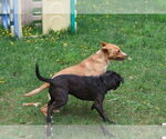 Small Photo #16 Labrador Retriever-Unknown Mix Puppy For Sale in Sebec, ME, USA