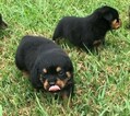 Small Photo #6 Rottweiler Puppy For Sale in VONORE, TN, USA