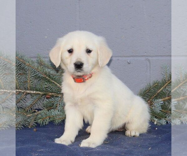 Medium Photo #1 Golden Retriever Puppy For Sale in CHRISTIANA, PA, USA
