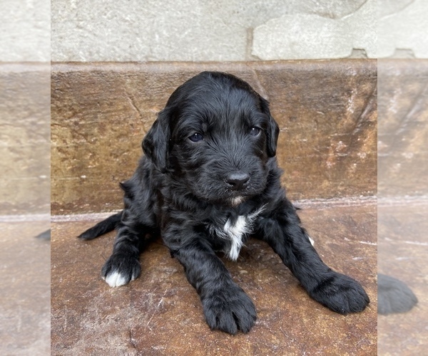 Medium Photo #5 Bernedoodle Puppy For Sale in AM FORK, UT, USA