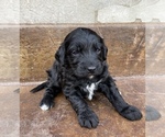 Small Photo #5 Bernedoodle Puppy For Sale in AM FORK, UT, USA