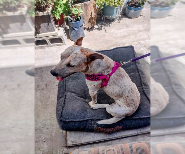 Medium Photo #1 Mutt Puppy For Sale in Woodland Hills, CA, USA