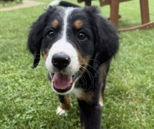 Medium Photo #8 Bernese Mountain Dog Puppy For Sale in SPRINGFIELD, OH, USA