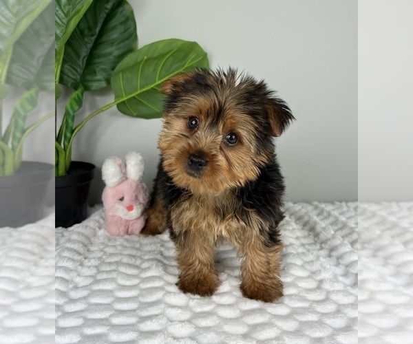 Medium Photo #1 Yorkshire Terrier Puppy For Sale in FRANKLIN, IN, USA