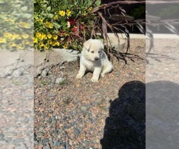 Medium Photo #1 German Shepherd Dog Puppy For Sale in GREENWOOD, WI, USA