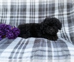 Small #3 Shih-Poo