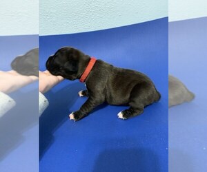 Boxer Puppy for sale in FORT MYERS, FL, USA