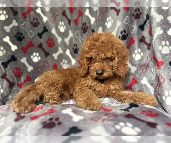 Medium Photo #5 Cock-A-Poo Puppy For Sale in LAKELAND, FL, USA