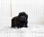 Small Photo #4 Morkie-Poodle (Toy) Mix Puppy For Sale in WARSAW, IN, USA