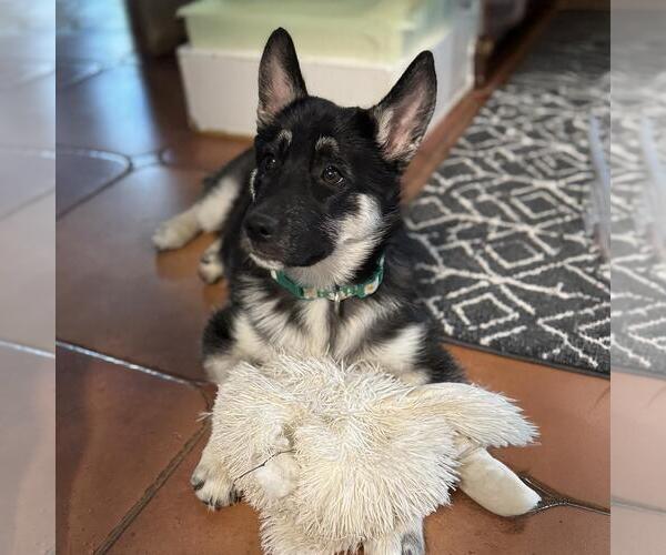 Medium Photo #3 Mutt Puppy For Sale in San Diego, CA, USA