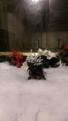 Yorkshire Terrier Puppy for sale in Somerset, TX, USA