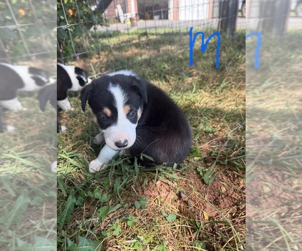 Medium Photo #1 Border Collie Puppy For Sale in PURCELLVILLE, VA, USA