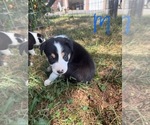 Puppy Tri Male Border Collie