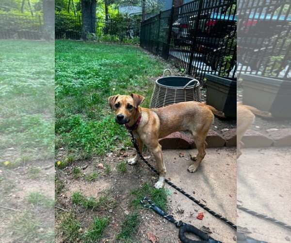 Medium Photo #1 Mutt Puppy For Sale in Shelburne, VT, USA
