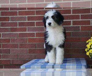 Bernedoodle Puppy for sale in FREDERICKSBG, OH, USA