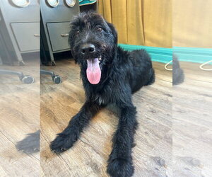 Meatball Mar 26 - Male Labradoodle Dog for Adoption - Photo #6