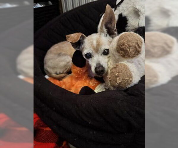 Medium Photo #3 Chihuahua Puppy For Sale in Oak Bluffs, MA, USA