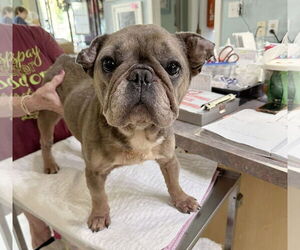 French Bulldog Dogs for adoption in Benton, LA, USA