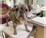 Small French Bulldog