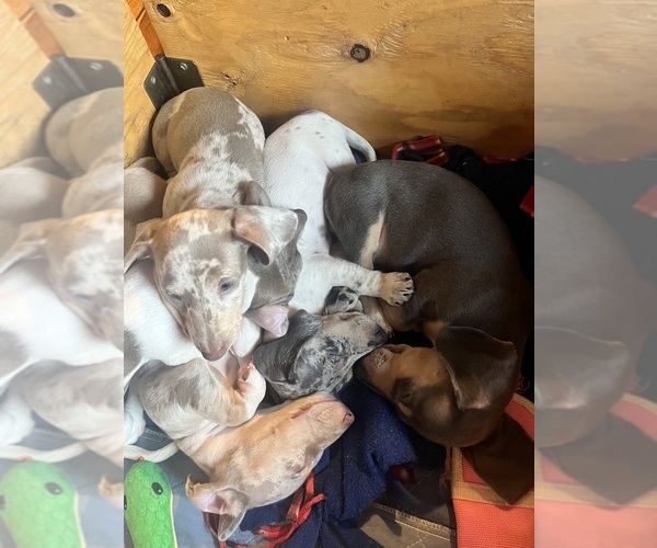 Medium Photo #20 Dachshund Puppy For Sale in LAKEBAY, WA, USA