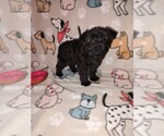 Puppy Molly YorkiePoo