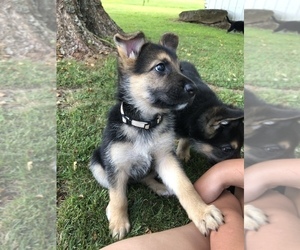 German Shepherd Dog Puppy for sale in SENECAVILLE, OH, USA