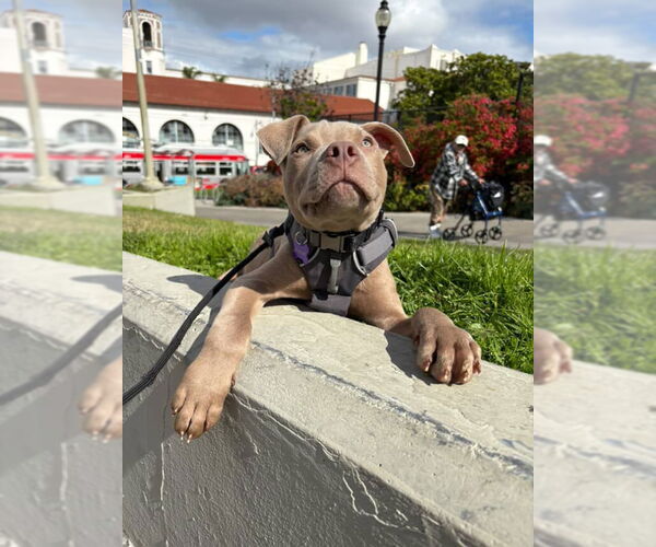 Medium Photo #2 American Pit Bull Terrier Puppy For Sale in Berkeley, CA, USA