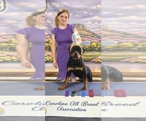 Rottweiler Puppy for sale in PINNACLE, NC, USA