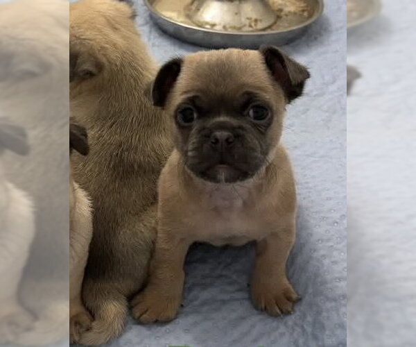 Medium Photo #4 Pug-Unknown Mix Puppy For Sale in Corona, CA, USA