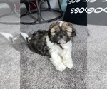 Small Photo #1 Shih Tzu Puppy For Sale in PARAGON, IN, USA