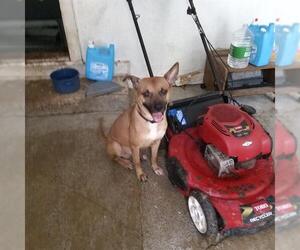 Shepradors Dogs for adoption in San Antonio, TX, USA