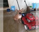 Small Shepradors