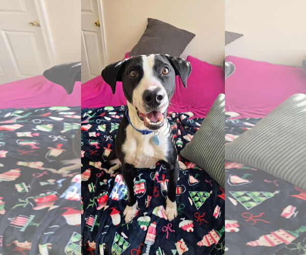 Medium Photo #15 Mutt Puppy For Sale in Rockaway, NJ, USA