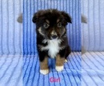 Small Photo #4 Miniature Australian Shepherd Puppy For Sale in FAIR HAVEN, MI, USA