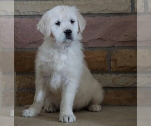 English Cream Golden Retriever Puppy for sale in FREDERICKSBG, OH, USA