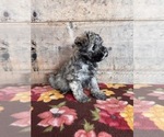 Small #10 Schnauzer (Miniature)