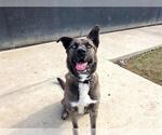 Small #1 Akita Mix