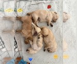 Small #3 Golden Retriever