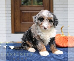 Bernedoodle (Miniature) Puppy for sale in NARVON, PA, USA
