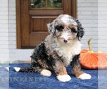 Milo - Male Bernedoodle (Miniature) Puppy for Sale - Small photo