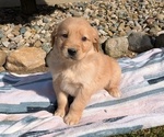 Puppy 5 Golden Retriever