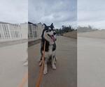 Small Siberian Husky