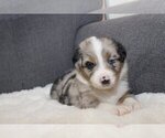 Puppy 3 Australian Shepherd